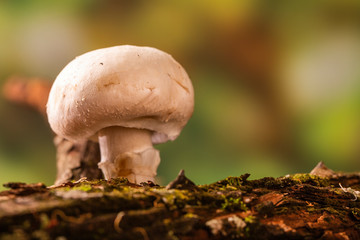 Paris mushroom growing on tree