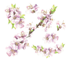 Fototapeta na wymiar Blooming spring. Botanical illustration