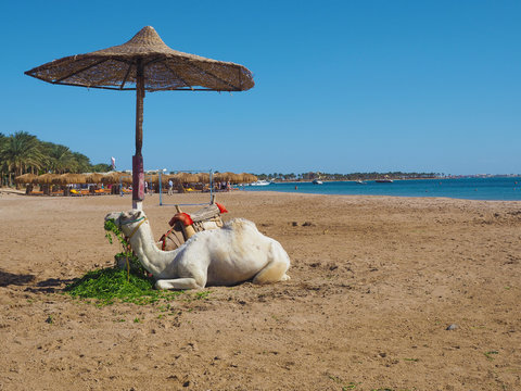 Kamel am Strand von Soma Bay - Ägypten