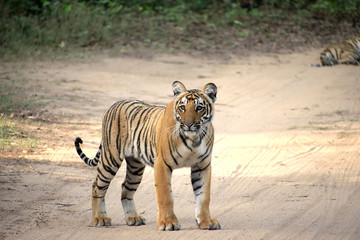 Fototapeta na wymiar Corbett tiger reserve forest