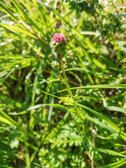 Salad, garden or small burnet