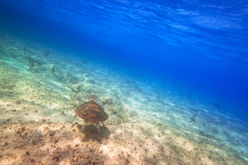 Naklejka na ściany i meble Green turtle swimming in the tropical water of Caribbean Sea
