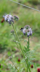 Hummel auf Phacelia, Bumblebee on Phacelia