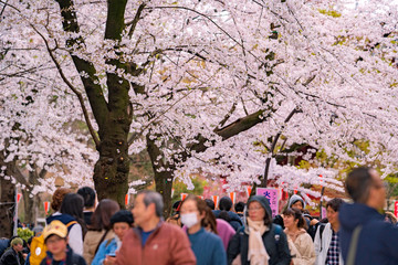 上野恩賜公園の桜を見る人々