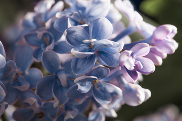 beautiful spring fragrance blossom purple lilac flower background