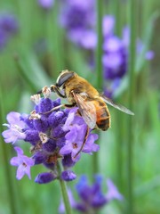 Honey Bee on Lavender Flower