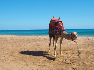 Ägypten - Kamel am Strand von Soma Bay