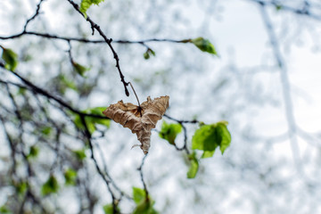 dried autumn leaf close-up on the background of green leaves in the spring