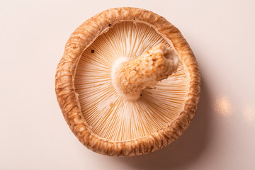 Shitake mushroom.  Beautiful mushroom isolated on white background.