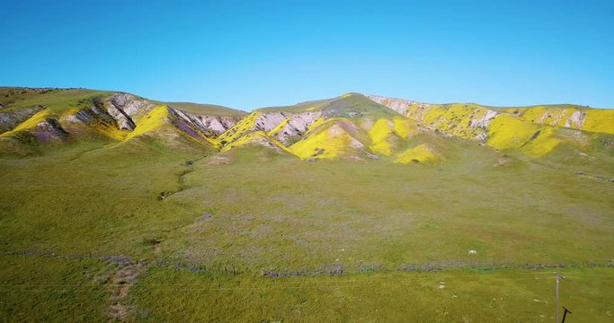 Yellow Temblor Range Bloom Aerial