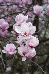 Fototapeta na wymiar Magnolia Alexandrina