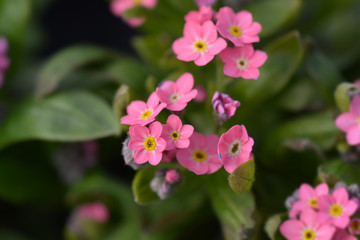 Woodland forget-me-not