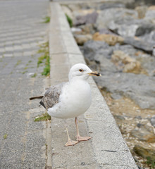 seagull on the beach