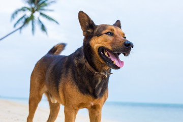 A happy dog on the beach.