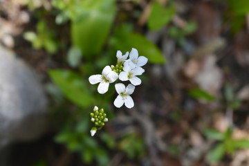 Spreading rock cress
