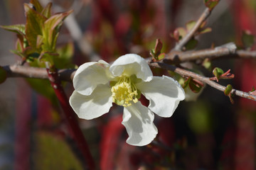 Jet Trail Flowering Quince