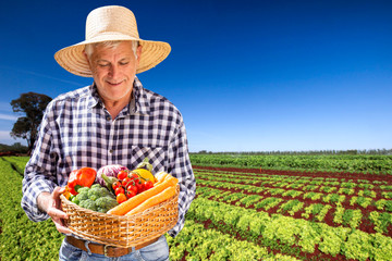 Man holding basket with healthy organic vegetables. Plantation background.