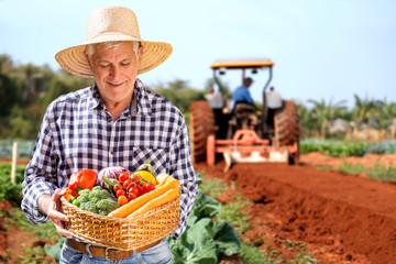 Man holding basket with healthy organic vegetables. Plantation background.