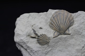 Fossilised pectinid shells (Radulopecten) from the Callovian/Oxfordian boundary of the Falaises des Vaches Noires (Normandy, France)