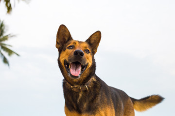 A happy dog on the beach.