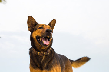 A happy dog on the beach.
