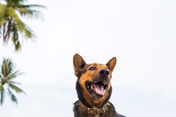 A happy dog on the beach.