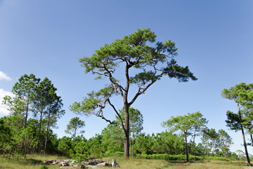 Green pine forest landscape and sky.