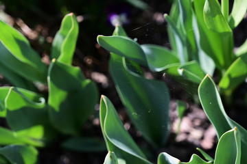Spider and its net between tulip leaves.