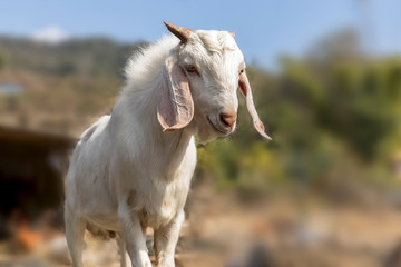Obraz na płótnie Canvas Portrait of a Nepal Goat in the Goat farm rural area Pokhara