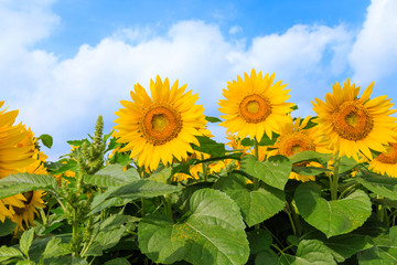 Sunflower in bloom