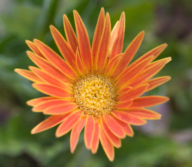 Closeup of an orange daisy flower in an ornamental garden