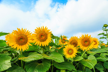 Sunflower in bloom