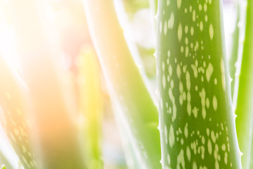 Obraz na płótnie Canvas Aloe vera leaves