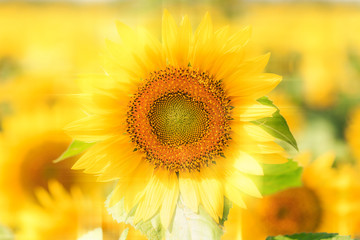 Sunflower in bloom