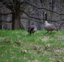Goslings on grass with adult Canada geese in background 
