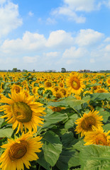 Obraz premium Sunflower in bloom