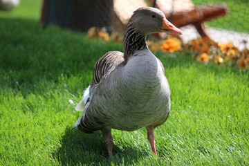 Gans
