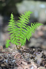 Fresh green fern leaves.