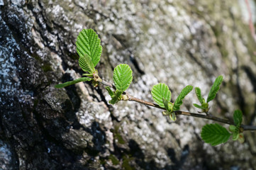 Fresh green leaves on alder twig.