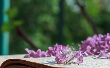 The image of a lilac and dandelion fluff lying on an open old book with a large empty space for text