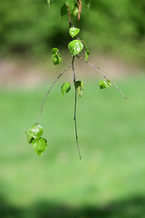 Lush green leaves on a birch twig.