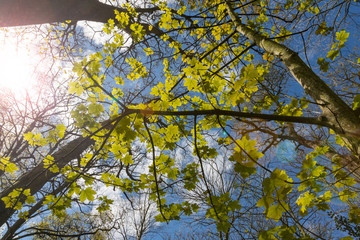 Vibrant green Sycamore tree leaves sprouting during spring season, lens flare effect