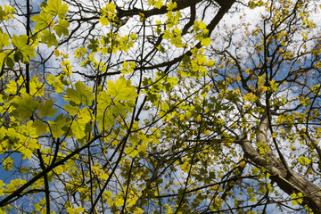 Looking up at Vibrant green Sycamore tree leaves sproting during spring season