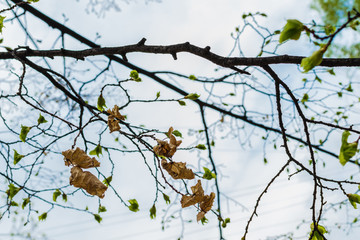 tree branches with dried last year's leaves on the background of blooming green fresh young leaves in the spring