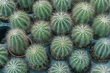 Cactus is a perennial shrub.