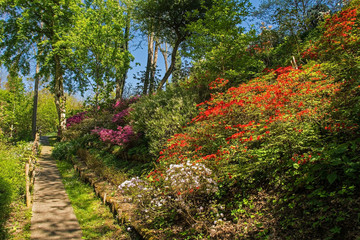 A park in the north eastern Friuli Venezia Giulia region of Italy in spring with lots of azaleas in flower