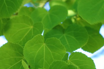 風景　新緑　葉　カツラ　茨城