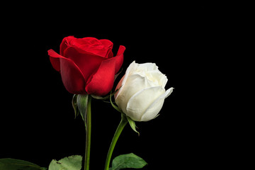 Beautiful and fragrant roses