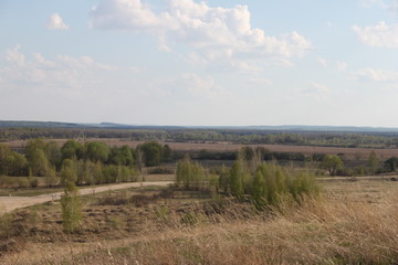 Obraz premium spring nature trees turn green