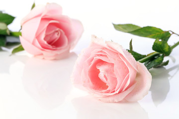 Naklejka premium Beautiful and fragrant roses